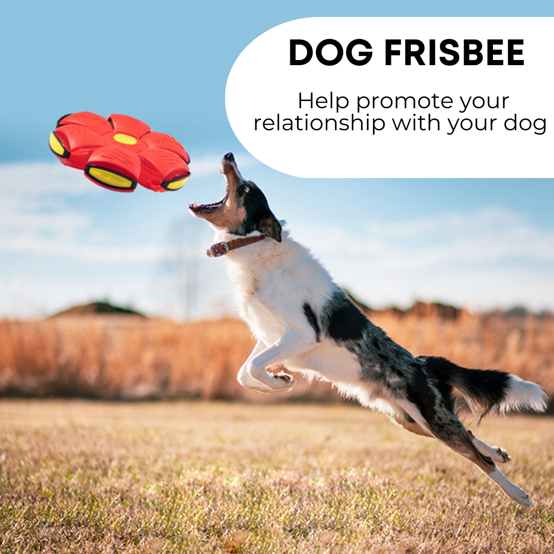 Toby's Pet Accessories Dog Frisbee